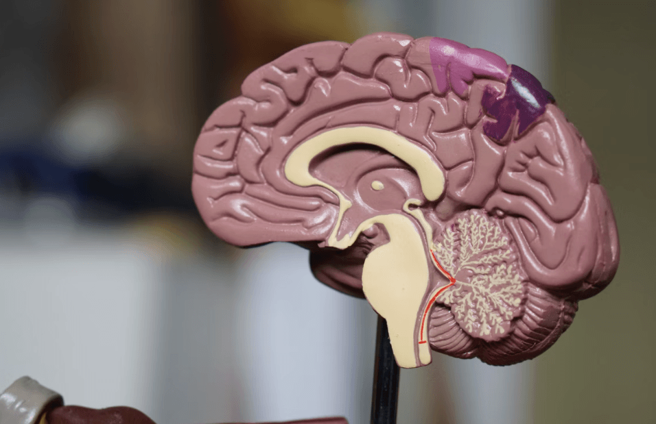 model of a human brain