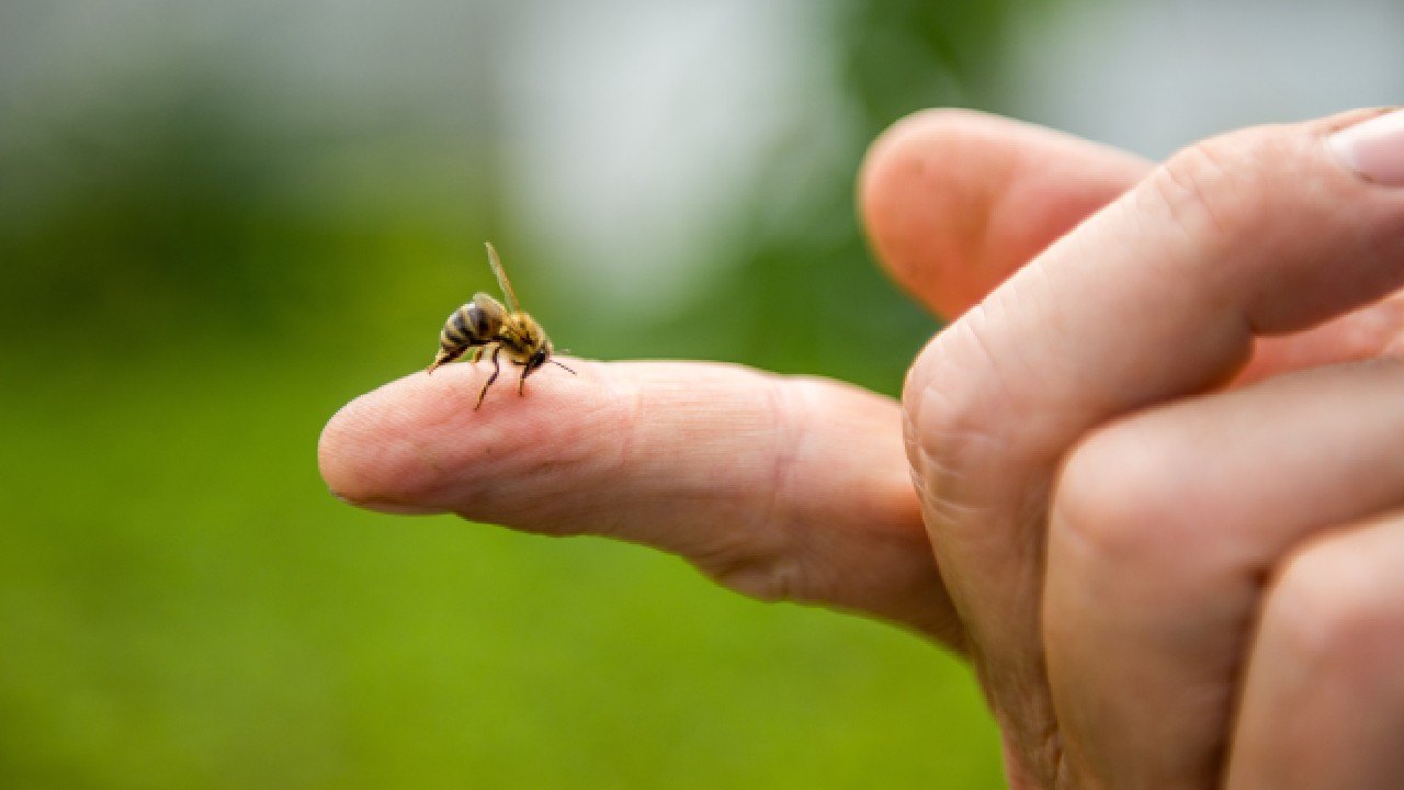 Bee stinging a finger