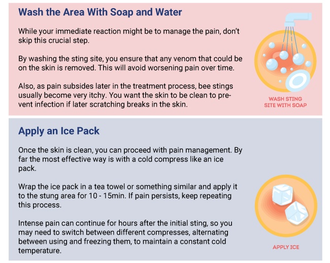 First Aid for Bee Stings Guide