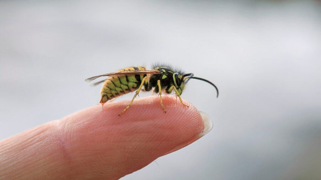 A wasp with yellow and black colouration sitting on a person's finger